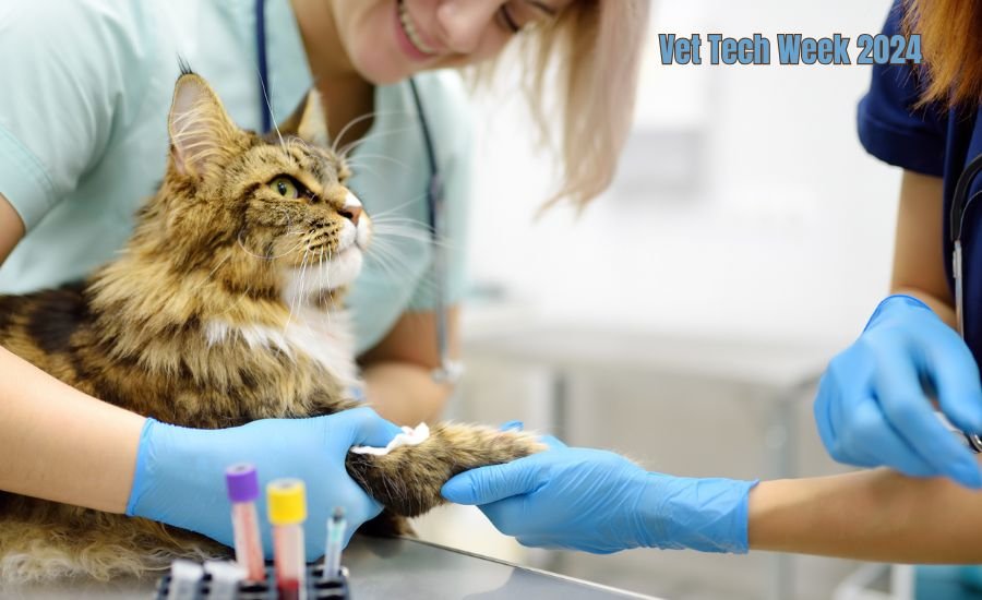 Vet Tech Week 2024